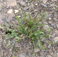 Juncus bufonius, photograph (c) Natalia Kazakova, some rights reserved (CC BY)