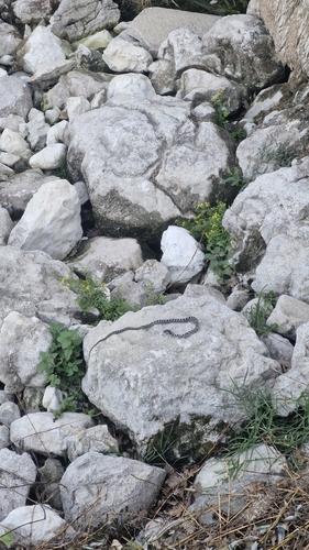 Four-lined Snake