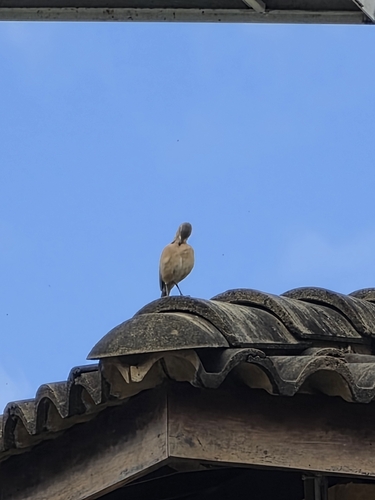 Rufous Hornero