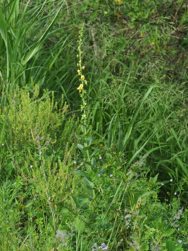 Verbascum virgatum, photograph 3