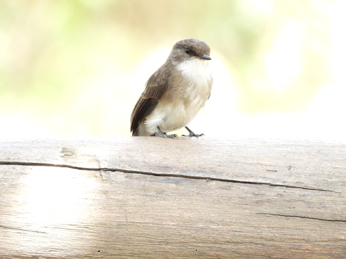 iNaturalist image