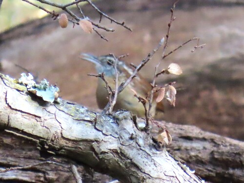 Carolina Wren