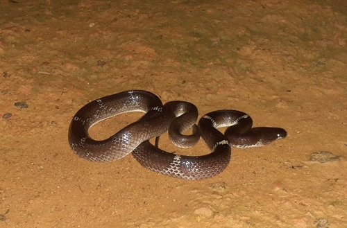 Indian Wolf Snake