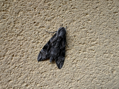 Convolvulus Hawkmoth