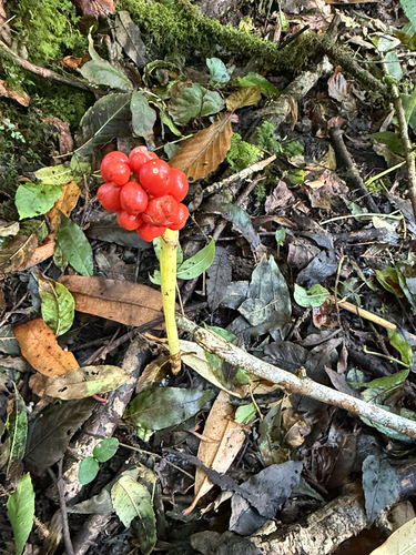 Cuckoo-pint