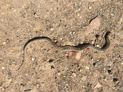 Pituophis catenifer pumilus