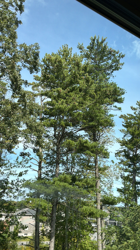 eastern white pine