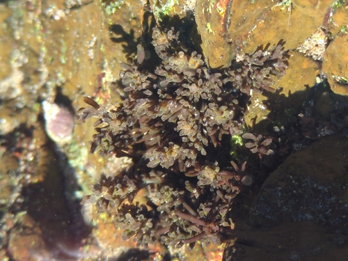 Gastroclonium observed 2026-09-20