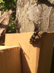 Selatosomus suckleyi