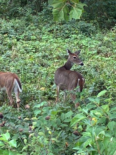 White-tailed Deer