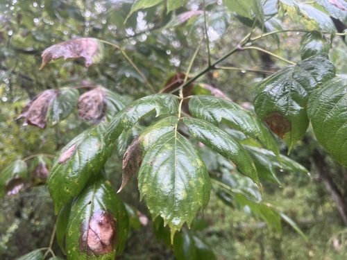 box elder