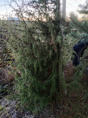 common juniper