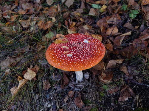Fly Agaric