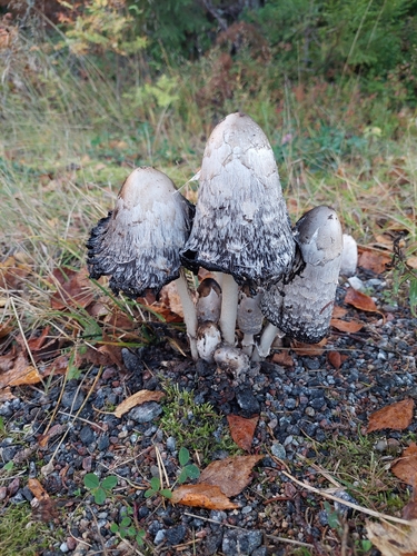 Shaggy Mane