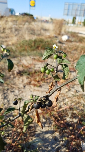 black nightshade