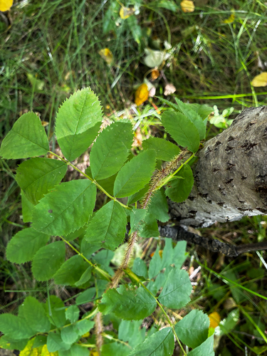 Rosa acicularis, photograph 6