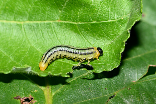 Lesser Willow Sawfly