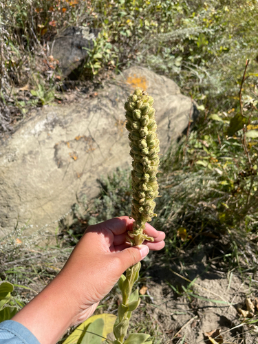 great mullein