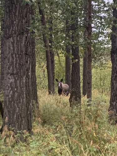 Alaskan Moose