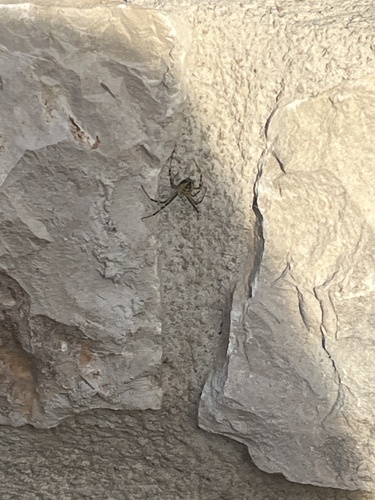 Wasp Spider