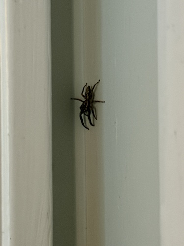 Tan Jumping Spider