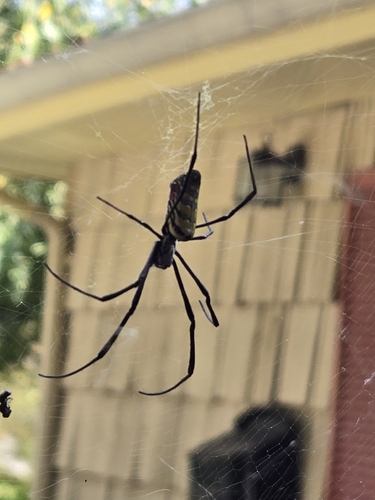 Joro Spider