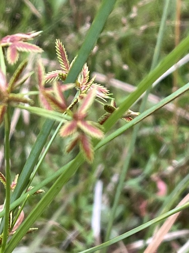 toothed flatsedge
