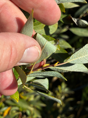 (c) Arthur Whiting, some rights reserved (CC BY) Salix bebbiana, photograph (c) Arthur Whiting, some rights reserved (CC BY)