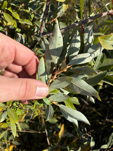 Salix bebbiana, photograph 2