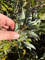 (c) Arthur Whiting, some rights reserved (CC BY) Salix bebbiana, photograph (c) Arthur Whiting, some rights reserved (CC BY)