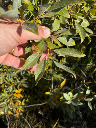 Salix bebbiana