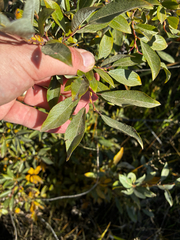 (c) Arthur Whiting, some rights reserved (CC BY) Salix bebbiana, photograph (c) Arthur Whiting, some rights reserved (CC BY)