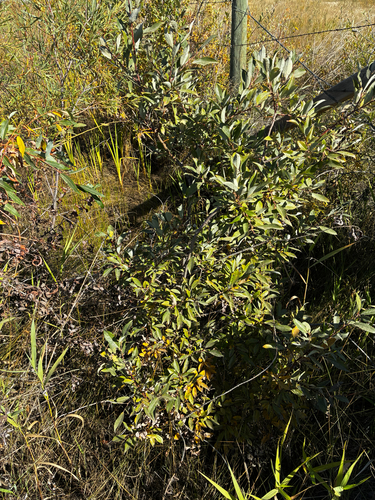 Salix bebbiana, photograph 4