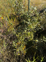 (c) Arthur Whiting, some rights reserved (CC BY) Salix bebbiana, photograph (c) Arthur Whiting, some rights reserved (CC BY)