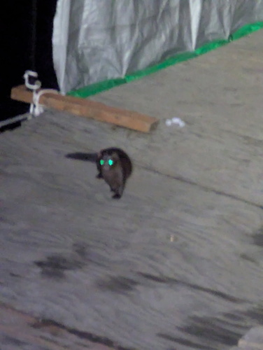 American Mink