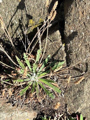 Plantago coronopus, photograph 6