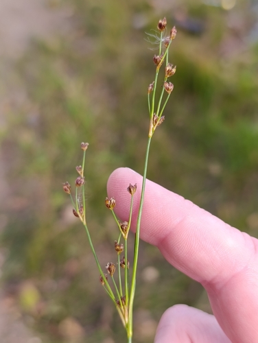Juncus alpinoarticulatus, photograph 2