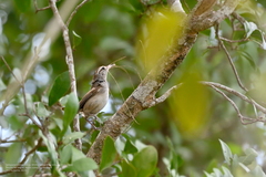 Uropsila leucogastra