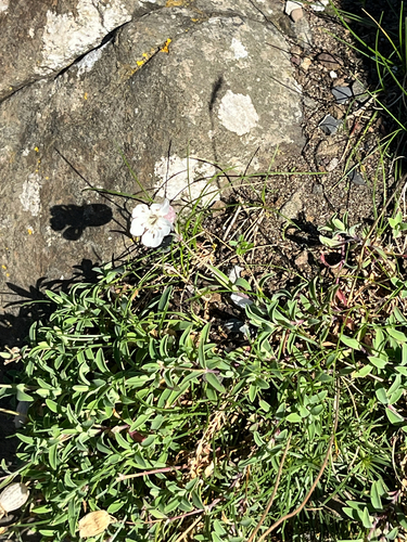 Silene uniflora, photograph 2