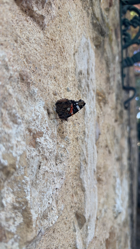 Red Admiral