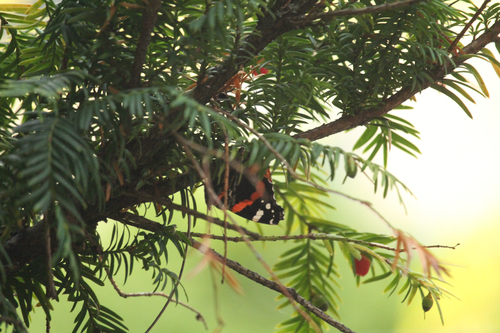 Red Admiral