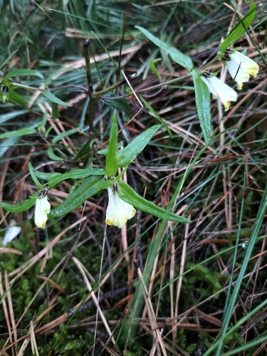Common Cow-wheat