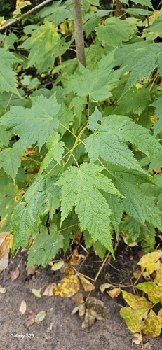 Mountain Maple