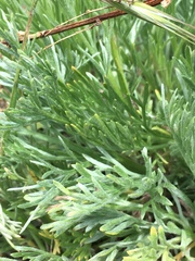 Artemisia campestris pacifica