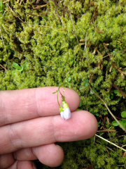 Cardamine pattersonii