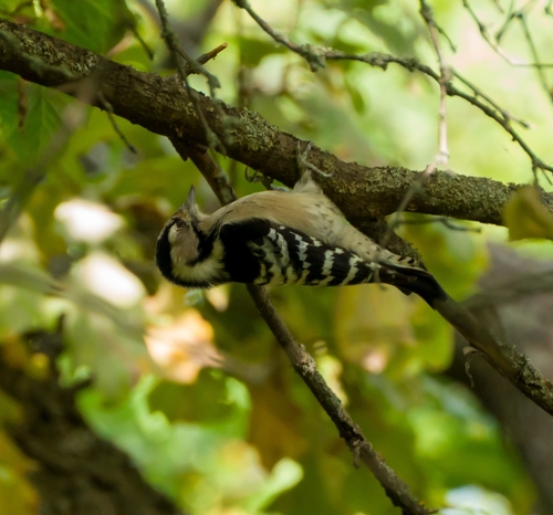 Lesser Spotted Woodpecker