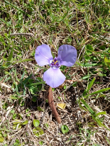 Prairie Nymph