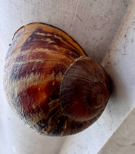 Garden Snail