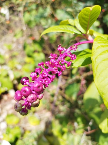American pokeweed
