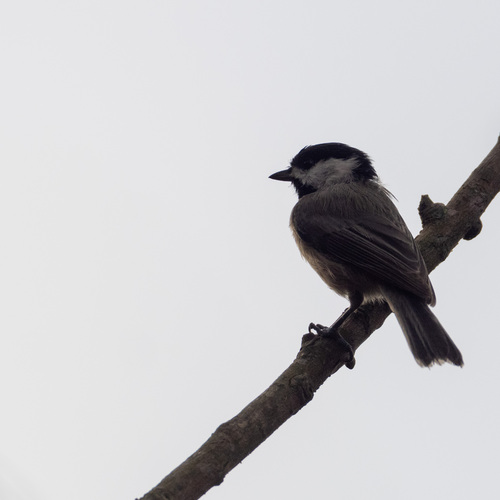 Carolina Chickadee